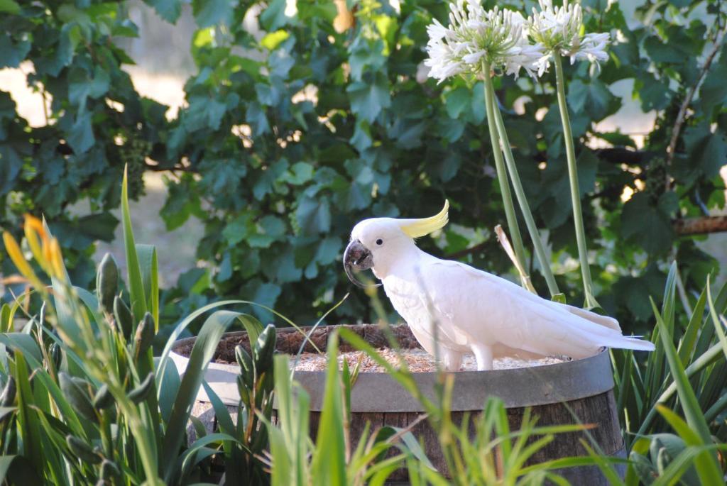 Bed and Breakfast Amble at Hahndorf Zimmer foto